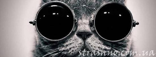 Могут ли коты ходить на задних лапах