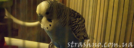 Попугай чувствует мистику