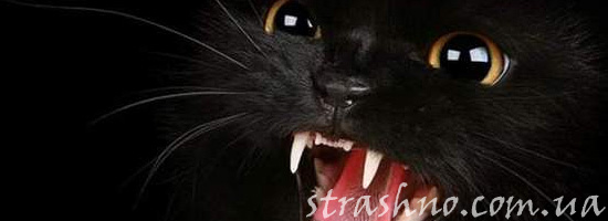 Страшилка про злую кошку