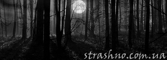 Жуткий мистический лес