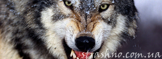 Нападение волка на ребенка