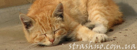 История о странном коте