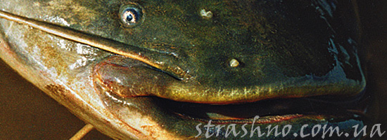 Страшный сом в озере