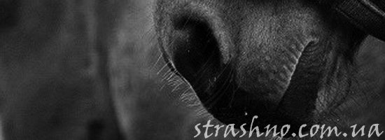 Напуганная лошадь