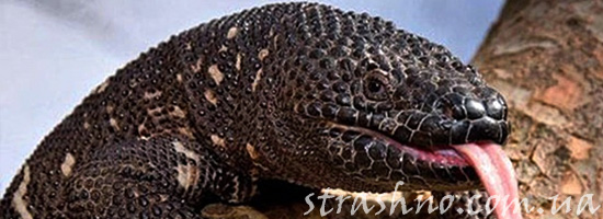 Страшный монстр