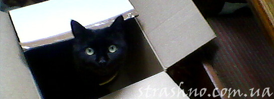 Коробка для домового