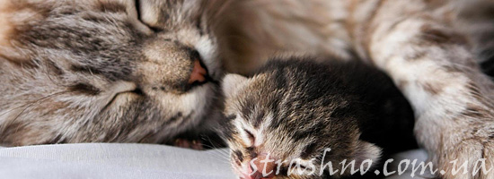 История про кошку и спасенного котенка