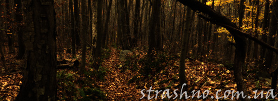 Страшное преступление в лесу