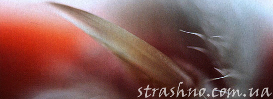 Ужасные когти