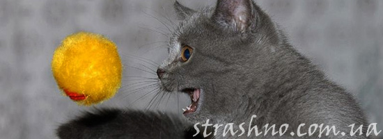 История о призраке погибшей кошки