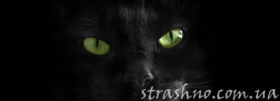 Мистический черный кот