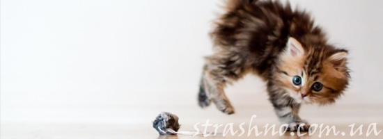 Игры котенка с мистическими сущностями