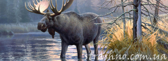 Лоси в реке