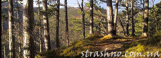 Мистическая история о собаке в тайге