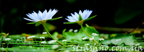 Цветы на болоте