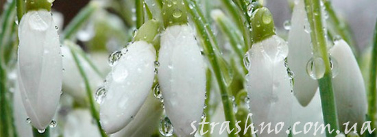 Подснежники на 8 марта