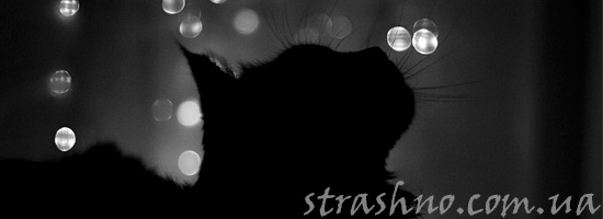 Кошка спасает от злого домового