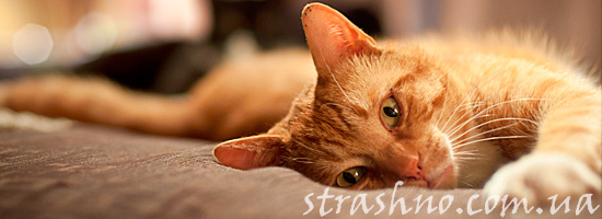 Пропавший рыжий кот