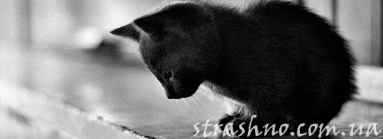 Рассказ девочки о котенке