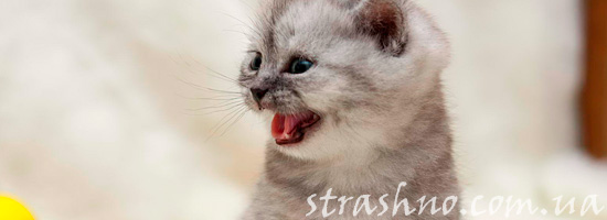 Странное поведение котенка