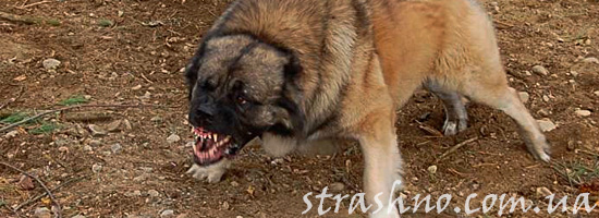 Злая собака