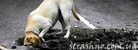 Детская страшилка про оборотня