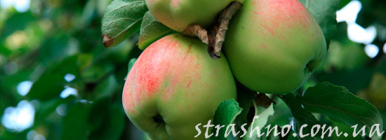 Яблоки в чужом саду