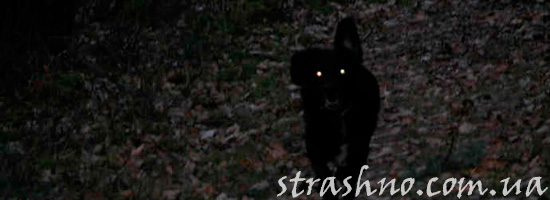 Странная черная собака