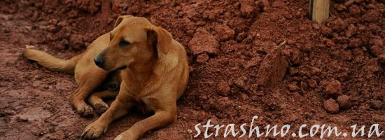 Странная собака