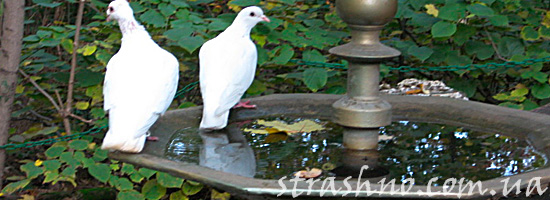 Птицы пьют с фонтана