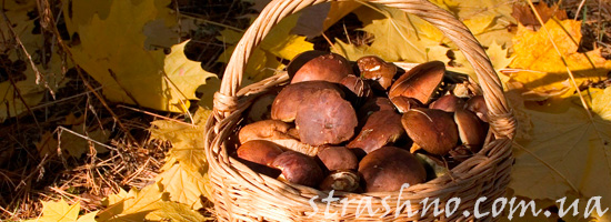 Мистика в грибном лесу