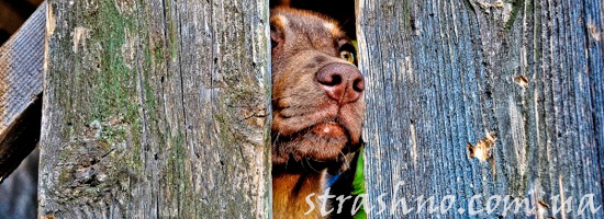 Собака за забором