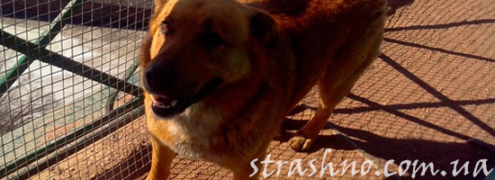 Поиски собаки и странные события