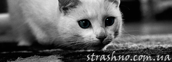 Белая кошка