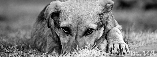 Подарок старухи