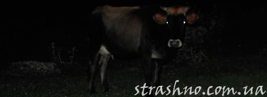 корова ночью