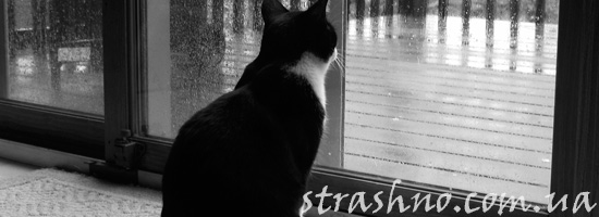 Кошка за окном
