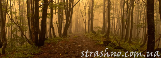 Леший водит по лесу