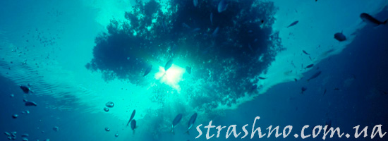 Крымский морской змей