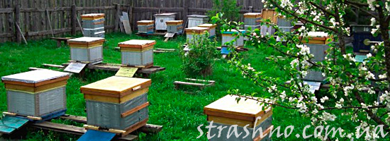 Почему умерли пчелы