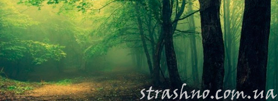 Прогулка по лесу