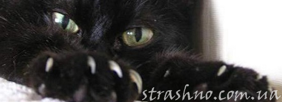 мистика когти кошка