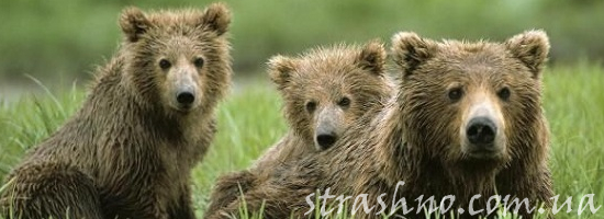 мистика медведи