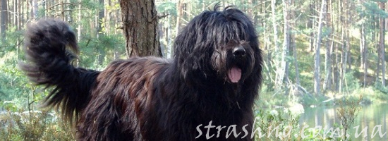 мистика собака ангел