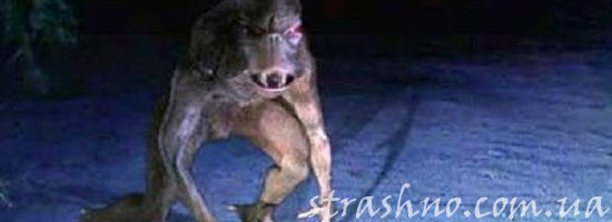 разновидность чупакабры