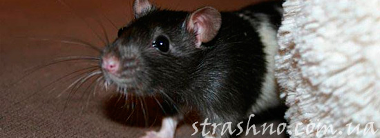 Домашняя крыса