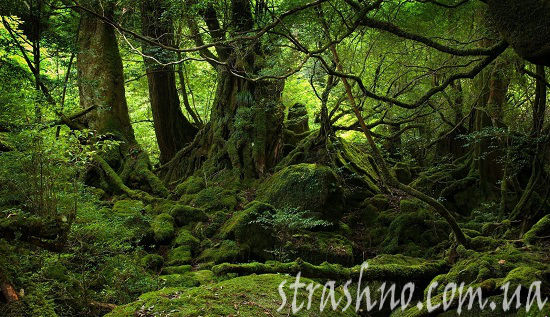 Лес Аокигахара Япония