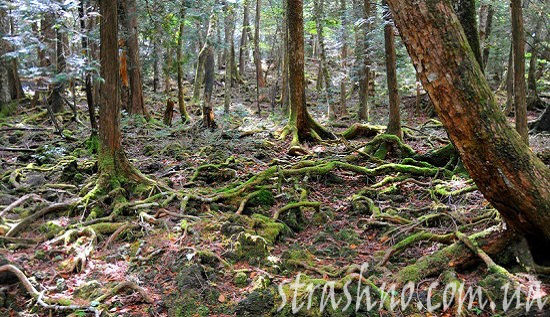 Лес Аокигахара Япония