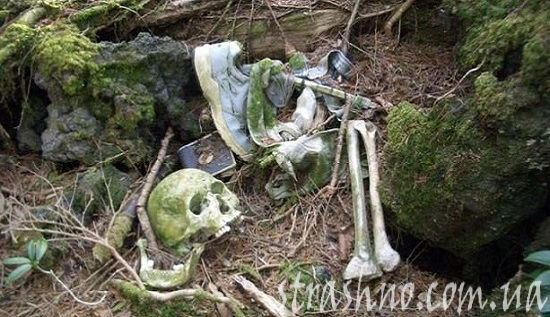 Лес Аокигахара Япония