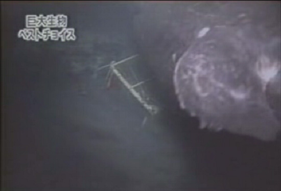 вымерший мегалодон